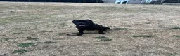 Cane Corso dogs for sale: Major the Male cane corso - Advert 1