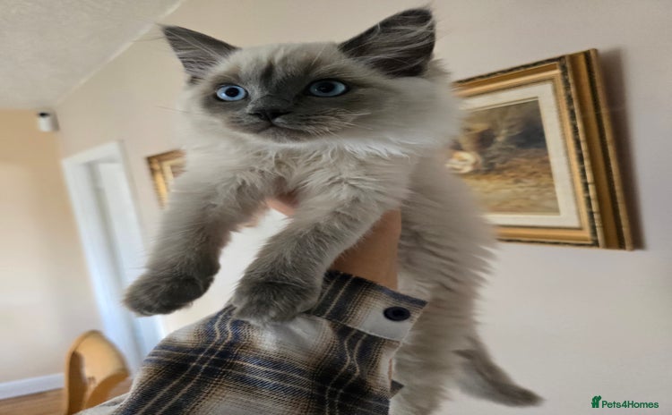 Ragdoll cats - Advert 1