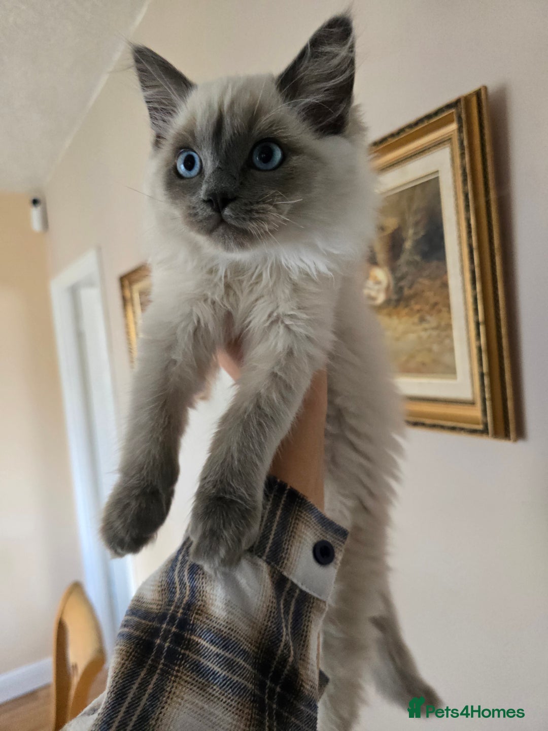 Ragdoll cats for sale: Last Ragdoll Kitten–Affectionate & Ready Now! ✨🐾 - Image 1