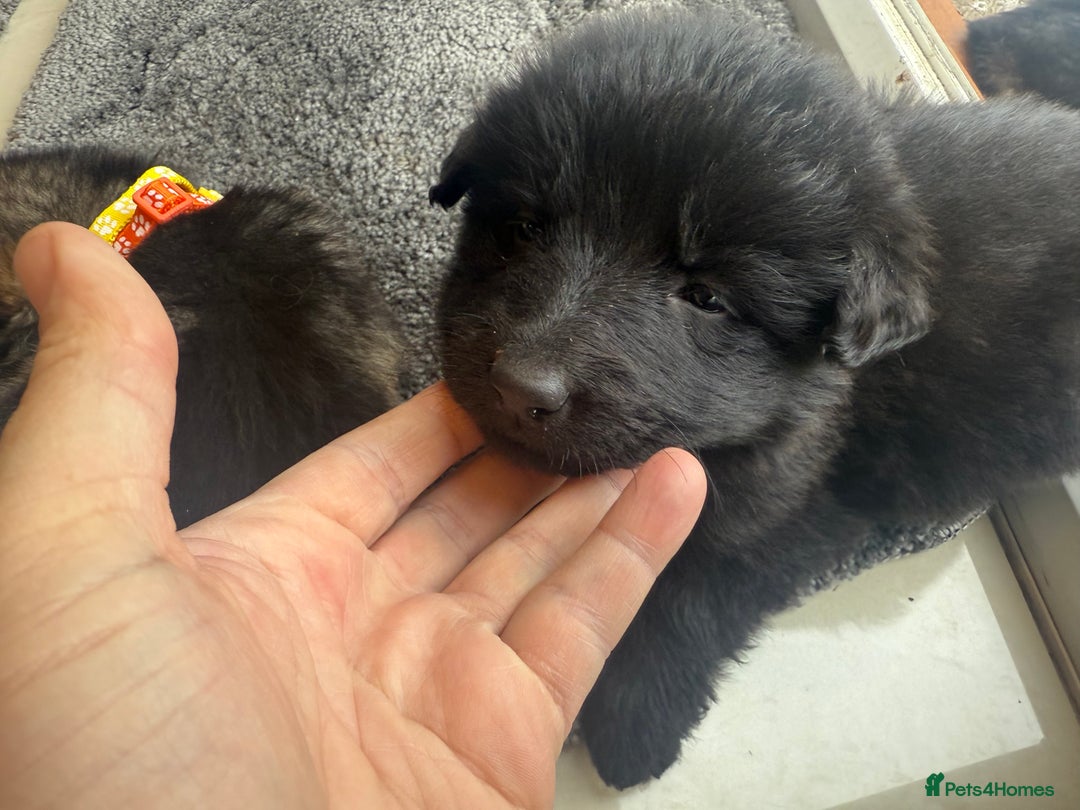 German Shepherd dogs for sale: German Shepherds  - Image 11