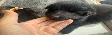 German Shepherd Puppy 2