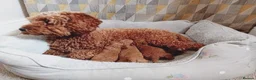 Cavapoo dogs for sale: Cute and cuddly F1B Cavapoos - Advert 14
