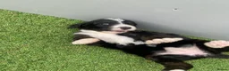 Bernedoodle dogs for sale: Beautiful Tri colour bernedoodle puppies  - Advert 22