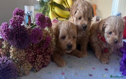 Maltipoo dogs for sale: Perfect small Maltipoo’s  puppy’s ❤️ - Image 12