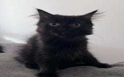 Ragdoll cats for sale: 🏡 Loving Homes Needed - Image 2