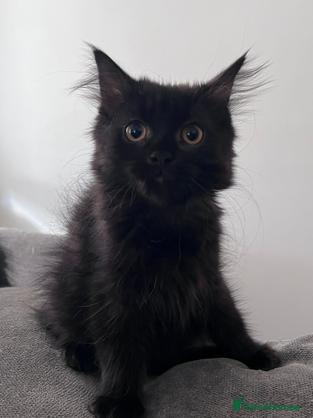 Ragdoll cats for sale: 🏡 Loving Homes Needed - Image 2