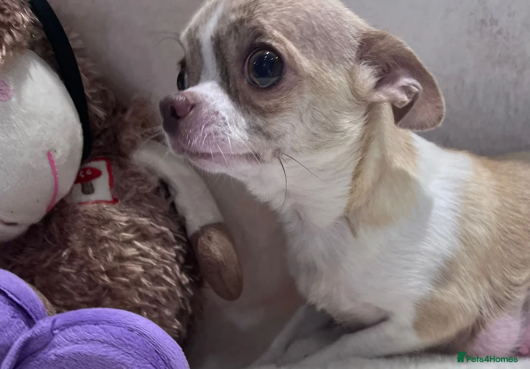 Chihuahua dogs for sale: Chihuahua girls, apple heads and short faces  - Advert 21