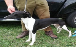 Whippet dogs for sale: 6 stunning whippet puppies  - Image 20