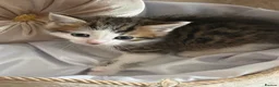 Mixed Breed cats for sale: Mixed breed kittens  in Dagenham - Advert 5