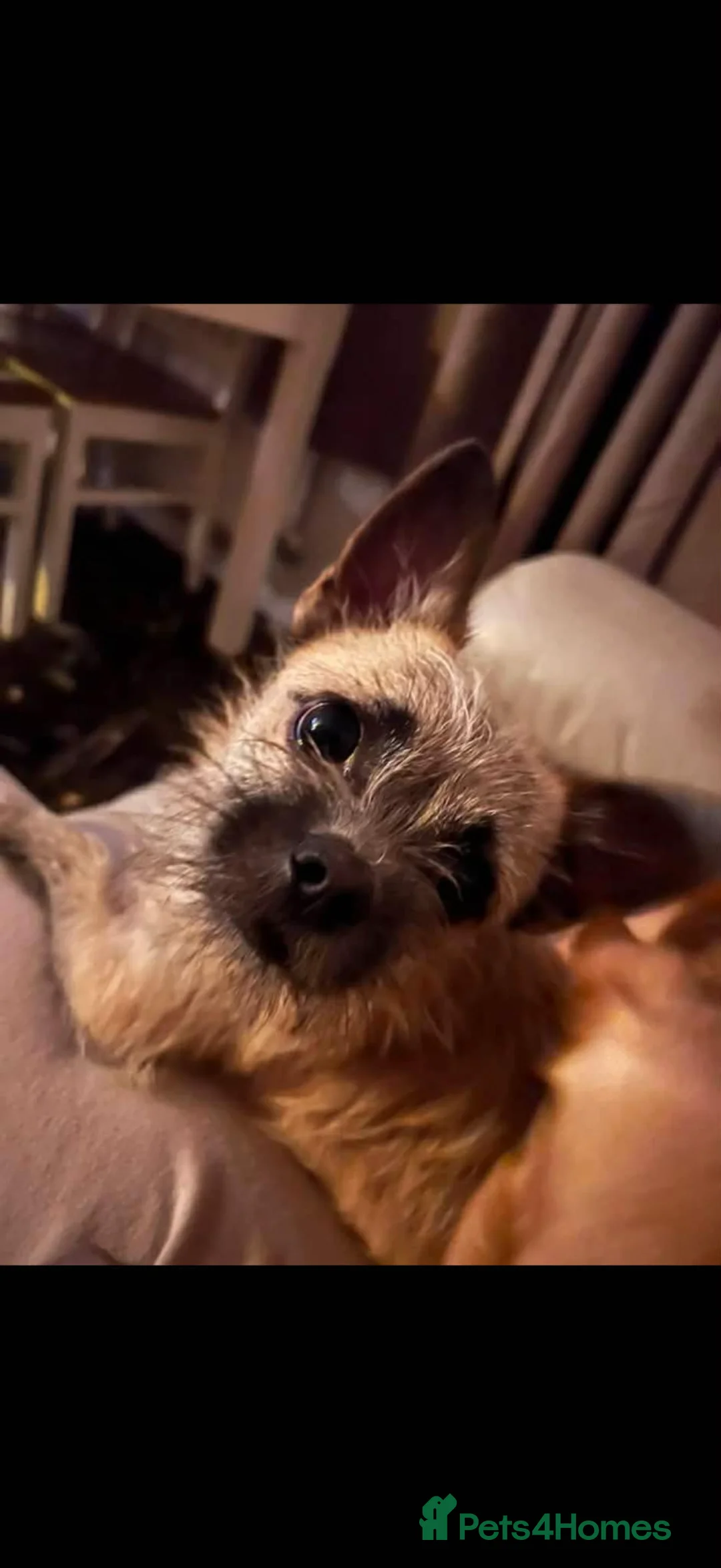 Mixed Breed dogs for sale: Shih zu/Chihuaha for rehome - Advert 1