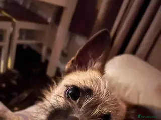 Mixed Breed dogs Shih zu/Chihuaha for rehome - Advert 5