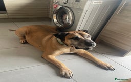 Boerboel dogs for sale: 7 year old male Boerboel for sale  - Image 1