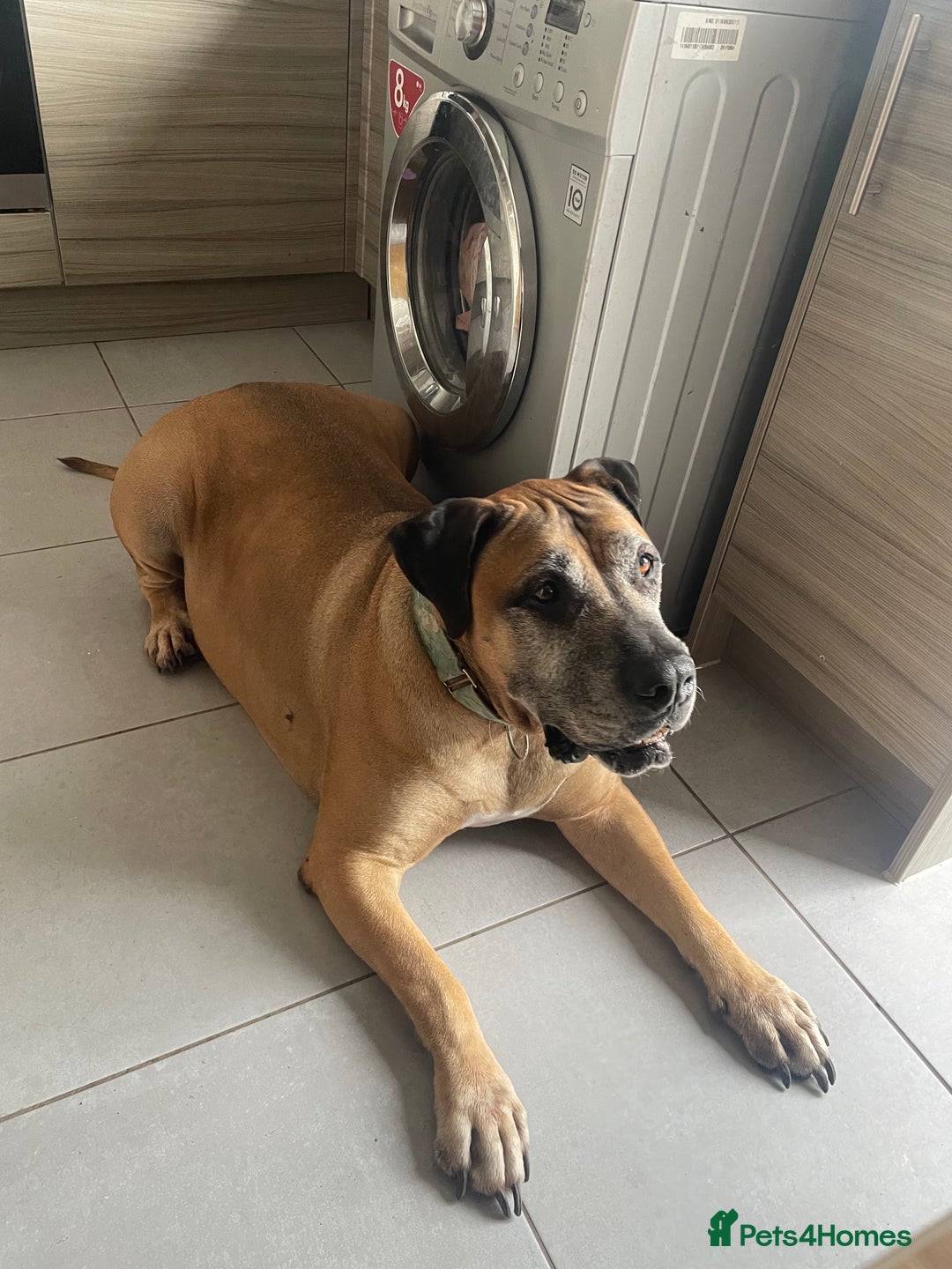 Boerboel dogs for sale: 7 year old male Boerboel for sale  - Image 1