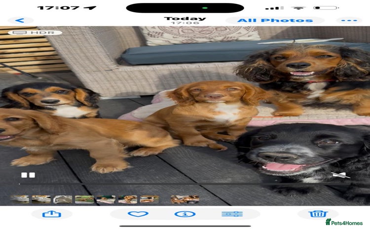 Cocker Spaniel dogs - Advert 2