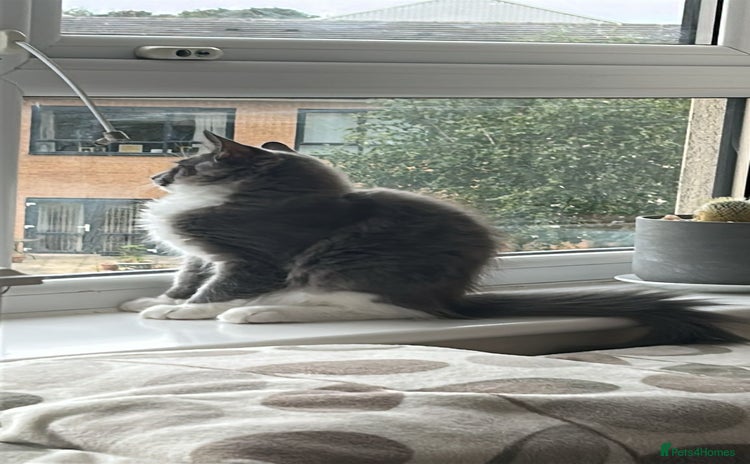 Maine Coon cats - Advert 1