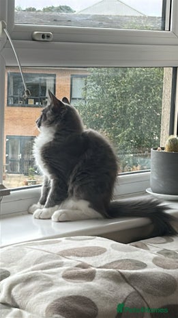 Maine Coon cats - Advert 4