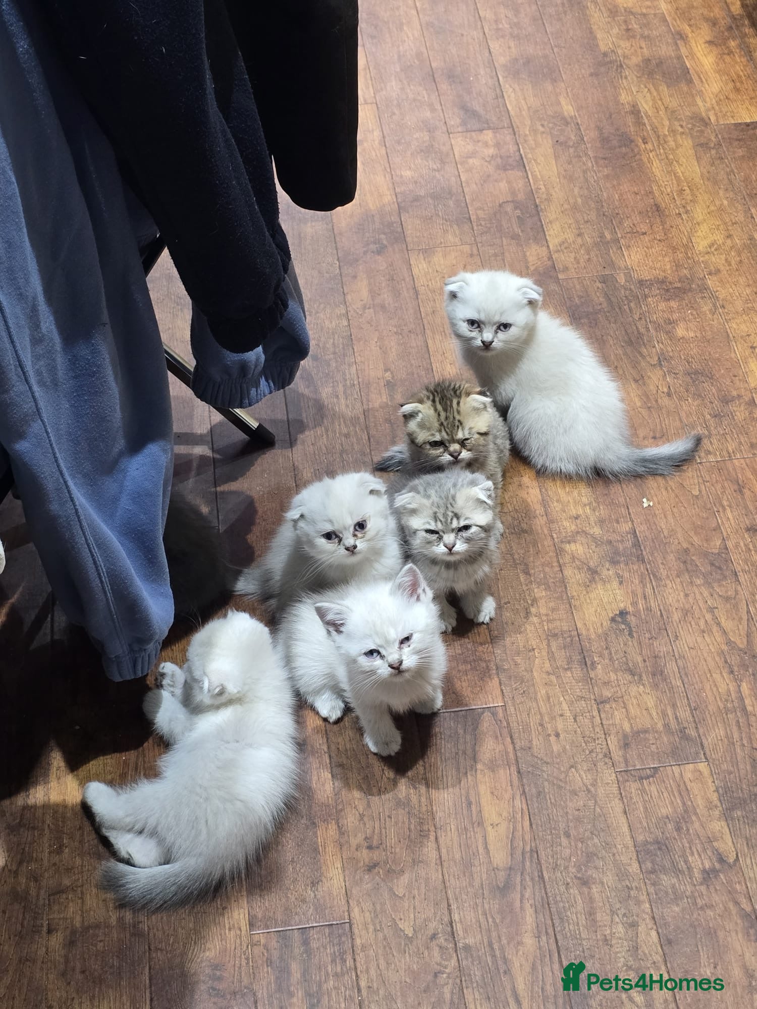 Scottish Fold cats 6 SCOTTISH FOLD KITTENS FOR SALE - Advert 3