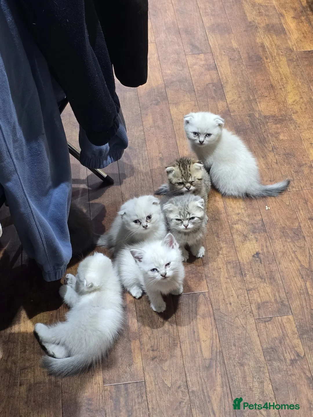 Scottish Fold cats for sale: 6 SCOTTISH FOLD KITTENS FOR SALE - Advert 1