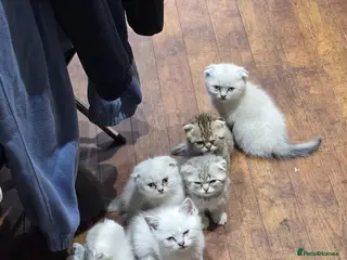 Scottish Fold cats 6 SCOTTISH FOLD KITTENS FOR SALE - Advert 3