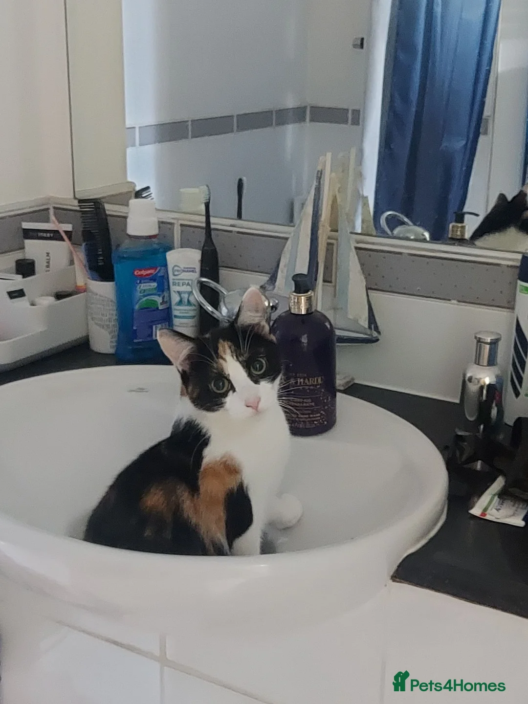 Mixed Breed cats for sale: 3 year old male and female cat - Advert 3