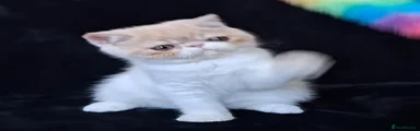 Persian 2