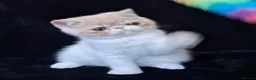 Persian cats for sale: Persian/exotic kittens - Advert 11