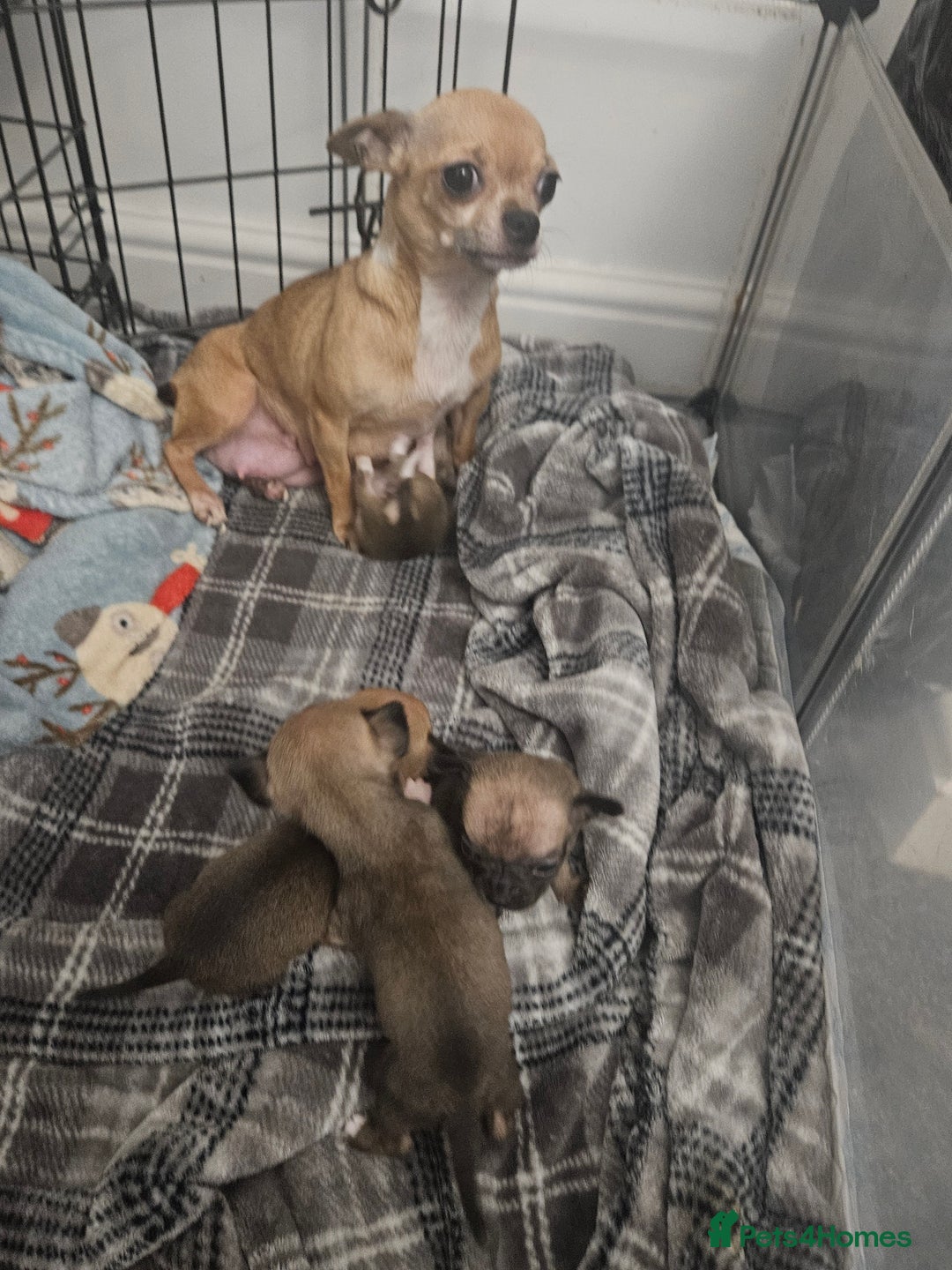 Chihuahua dogs for sale: Adorable Chihuahuas - Advert 12