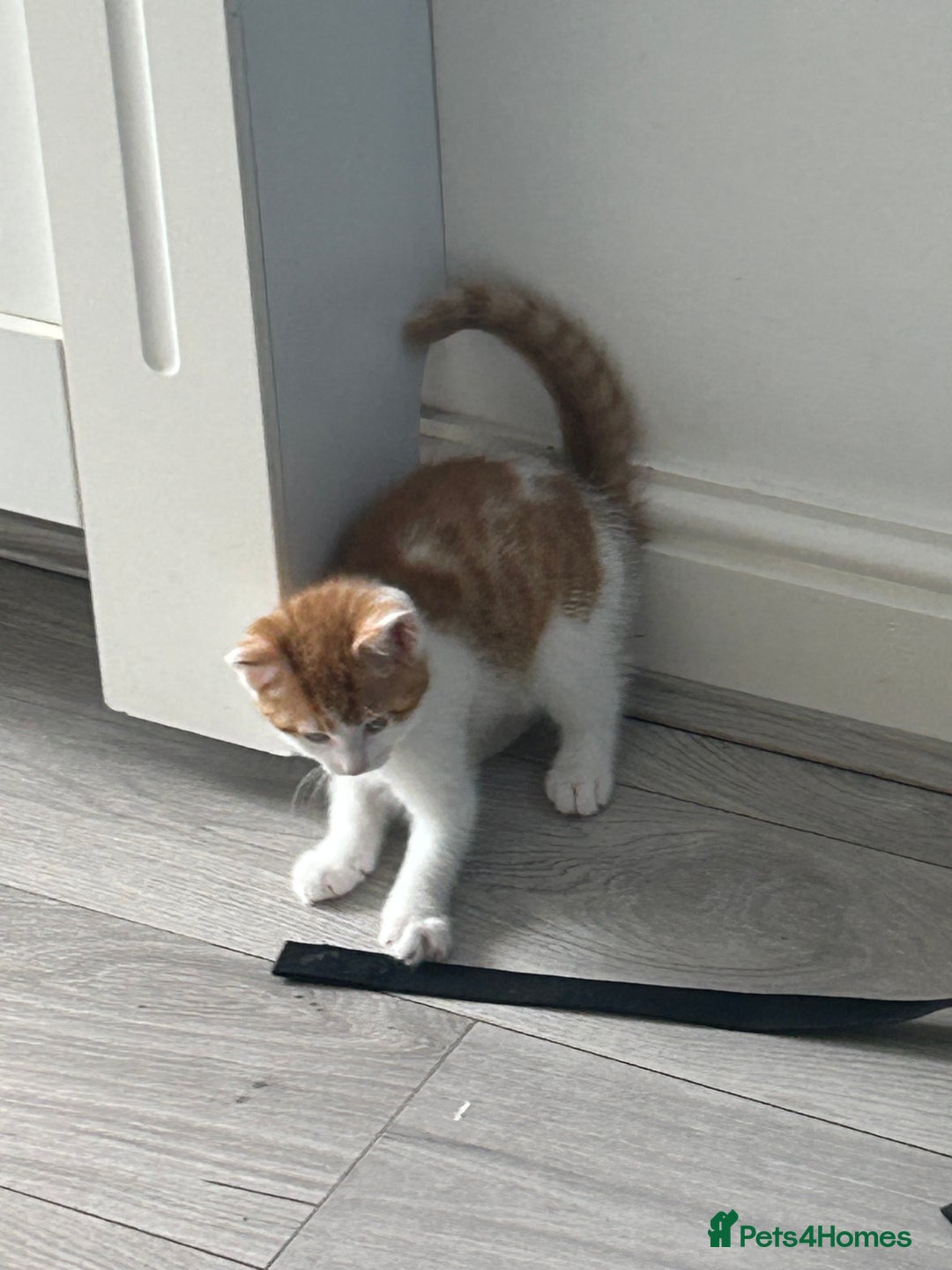Mixed Breed cats for sale: Gorgeous Kittens for Sale - Image 12