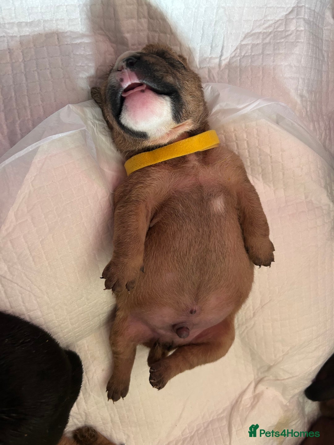 Mixed Breed dogs for sale: 5month old mixed breed  - Image 2