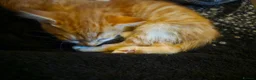 Mixed Breed cats for sale: 3 very loving ginger and white kittens in Worcester - Advert 4