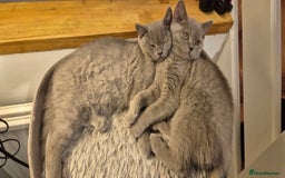British Shorthair cats for sale: Scottish straight/ last two - Image 3