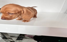 Miniature Dachshund dogs for sale: Kc registered mini Dachshund quality puppies  - Image 7
