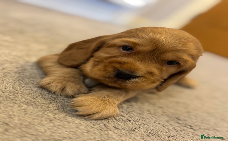 Cocker Spaniel dogs - Advert 4