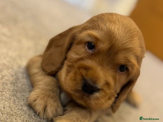 Cocker Spaniel dogs - Advert 12