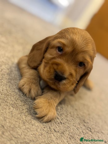 Cocker Spaniel dogs - Advert 4