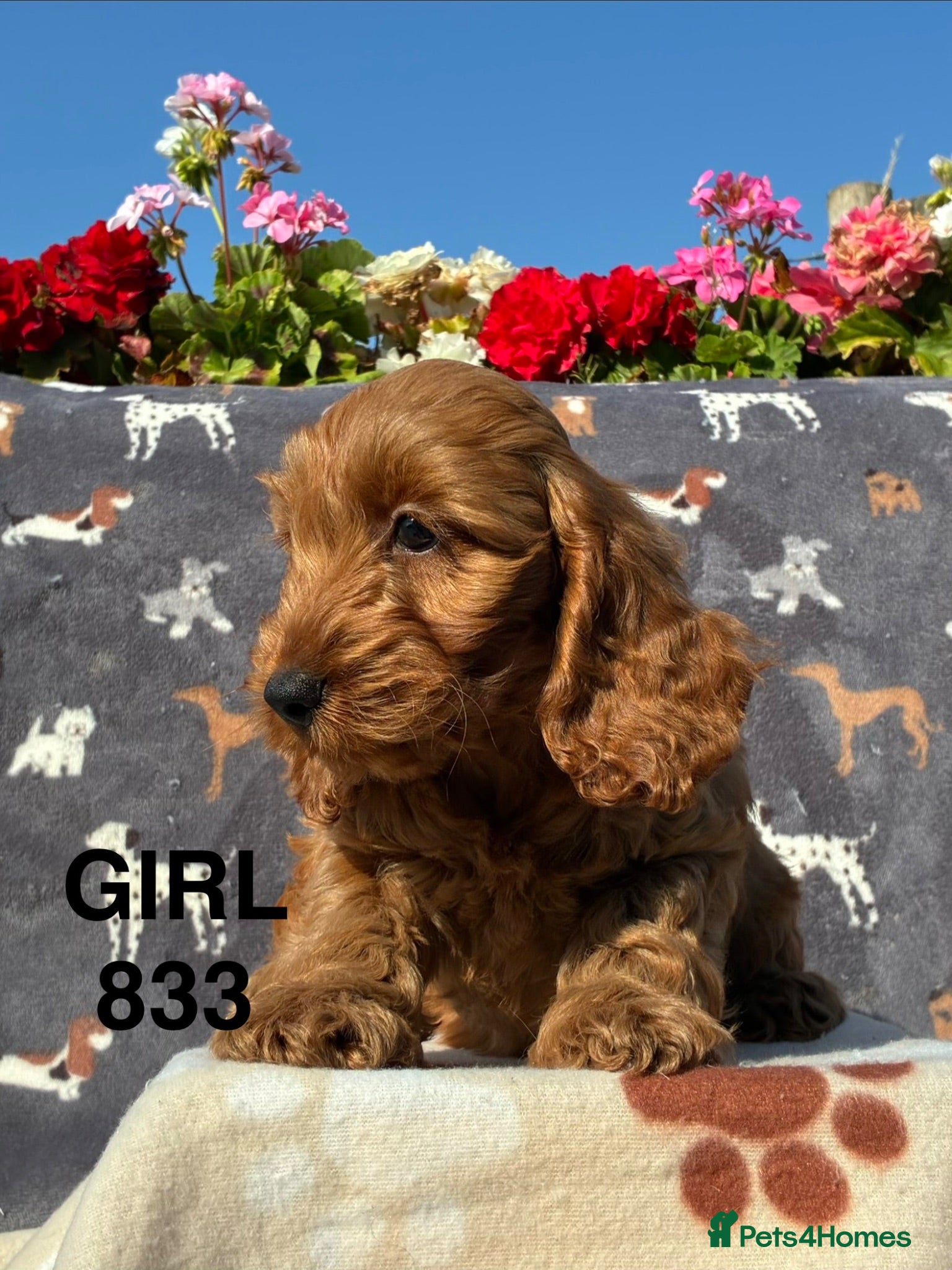 Cockapoo dogs F1 Cockapoo Puppies Available - Advert 1