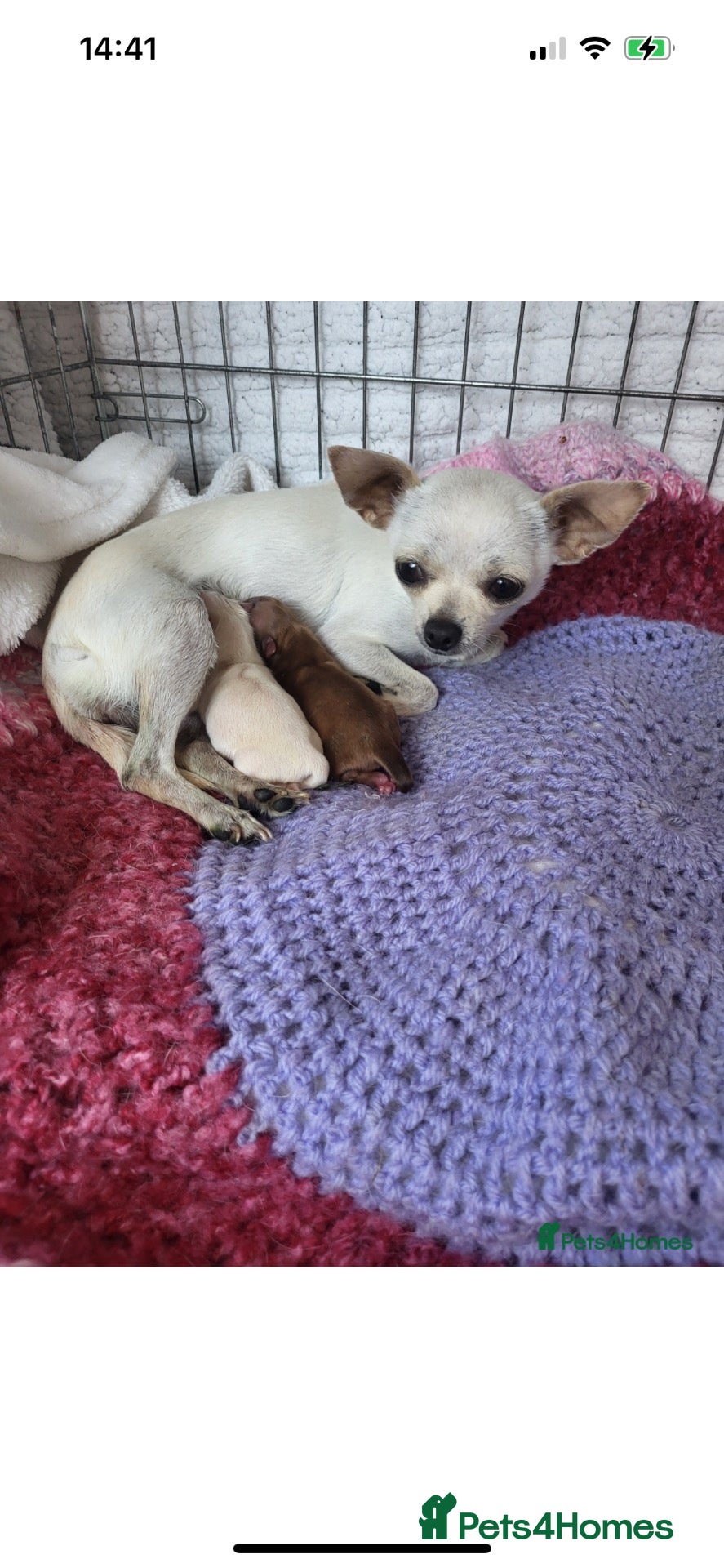 Chihuahua dogs Small and proven chihuahua for stud - Advert 2