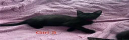 Mixed Breed cats for sale: 6 Black Kittens Ready to Leave! - Advert 14