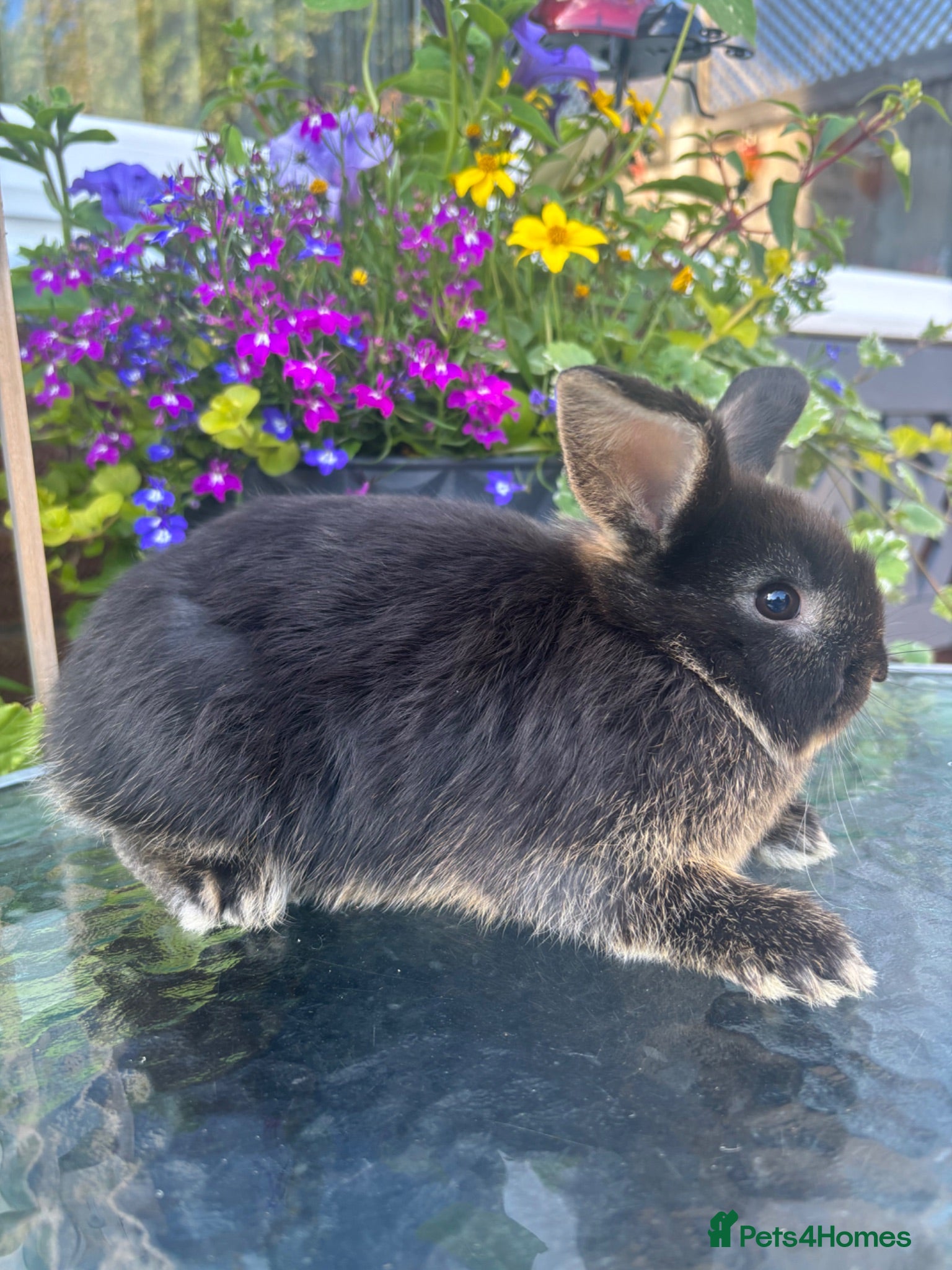 Mini Lop rabbits 2 mini lop cross black otter males - Advert 2