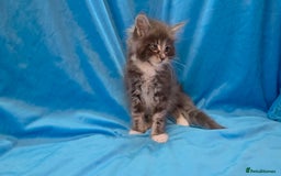 Maine Coon cats for sale: Ready December TICA beautiful Maine Coon Kittens  - Image 14