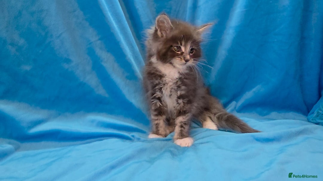Maine Coon cats for sale: Ready December TICA beautiful Maine Coon Kittens  - Image 14