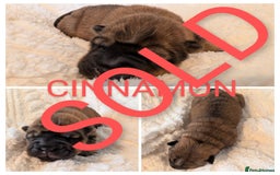 Shar Pei dogs for sale: ONLY 2 LEFT! Beautiful Champion Shar Pei Puppies!  - Image 15