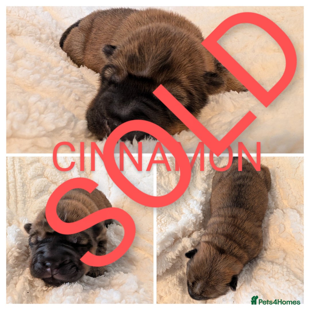 Shar Pei dogs for sale: ONLY 2 LEFT! Beautiful Champion Shar Pei Puppies!  - Image 15