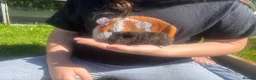 Guinea Pig rodents for sale: Baby Boy/Boar & Baby Girl/Sow Guinea Pigs, Teddy - Advert 12