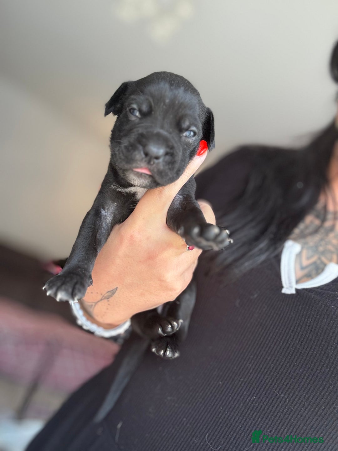 Mixed Breed dogs for sale: Rare breeding American x Bulldog x Cane Corso Pups - Image 13