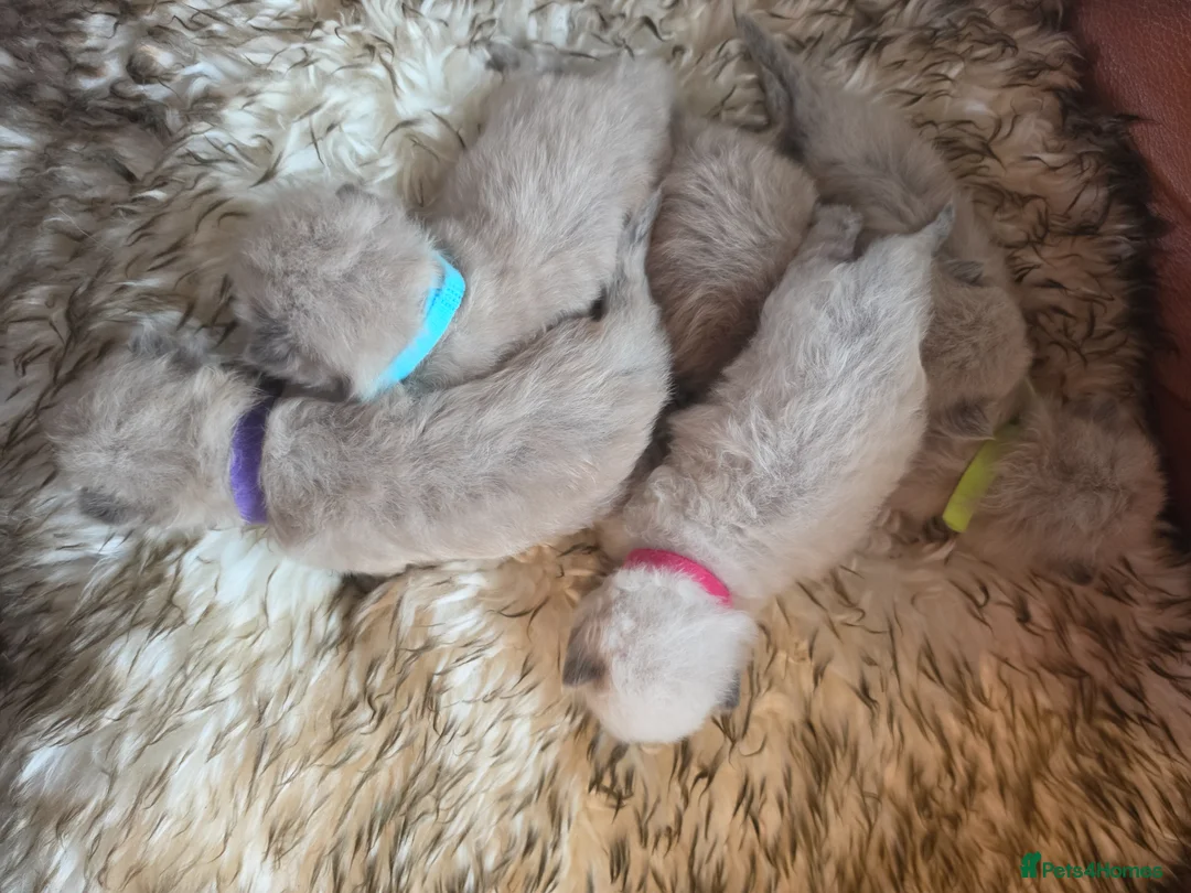 Ragdoll cats for sale: Mink and seal point ragdoll kittens - Advert 2