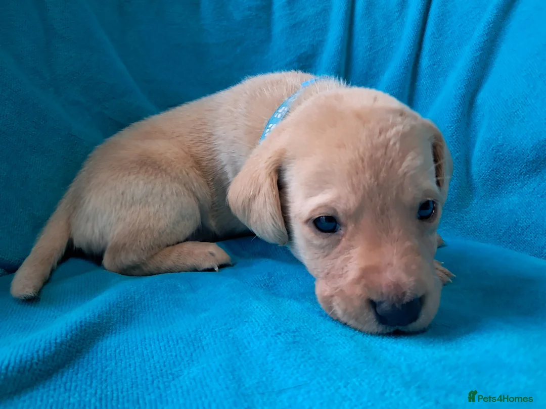 Labrador Retriever dogs for sale: Labrador Puppies - Advert 20