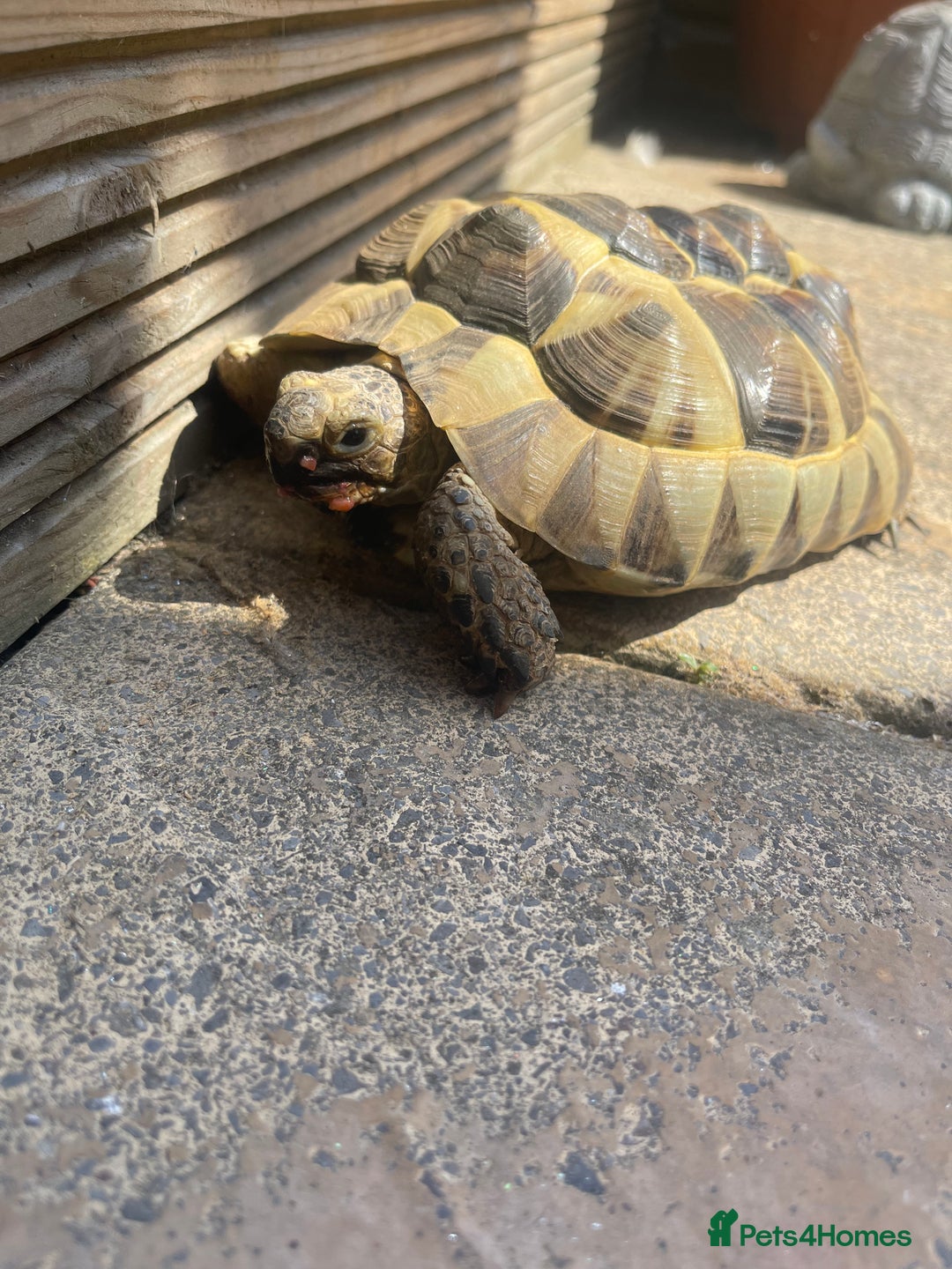 Tortoise reptiles for sale: Dave the Mediterranean spur thighed  - Advert 8