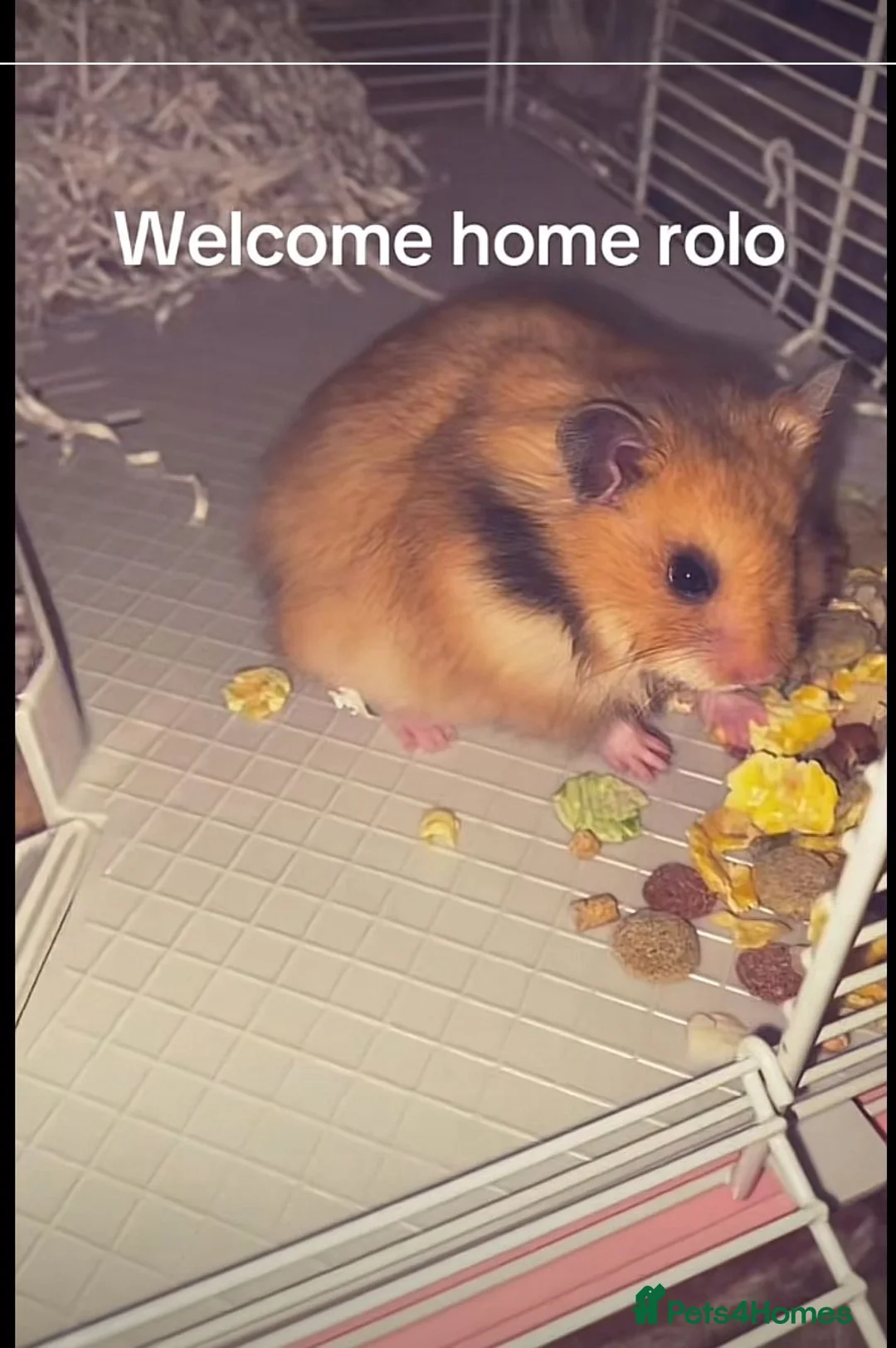 Hamster rodents for sale: Hamster  in Huntingdon - Advert 3
