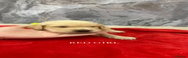 Red girl